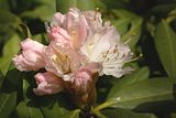 rhododendron1.jpg